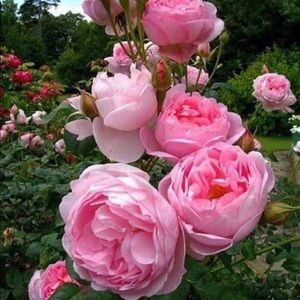 Meet your Posher, Beverly